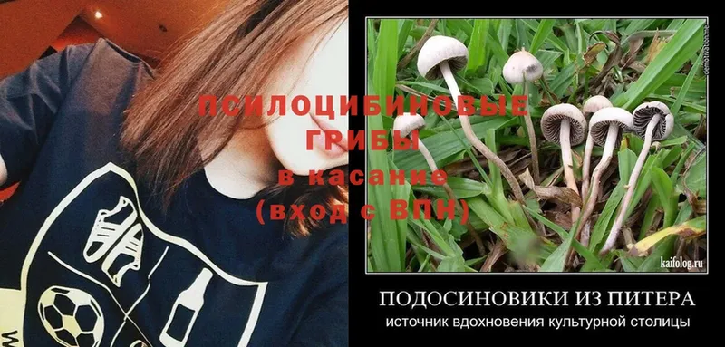 Галлюциногенные грибы Psilocybe  Пермь 